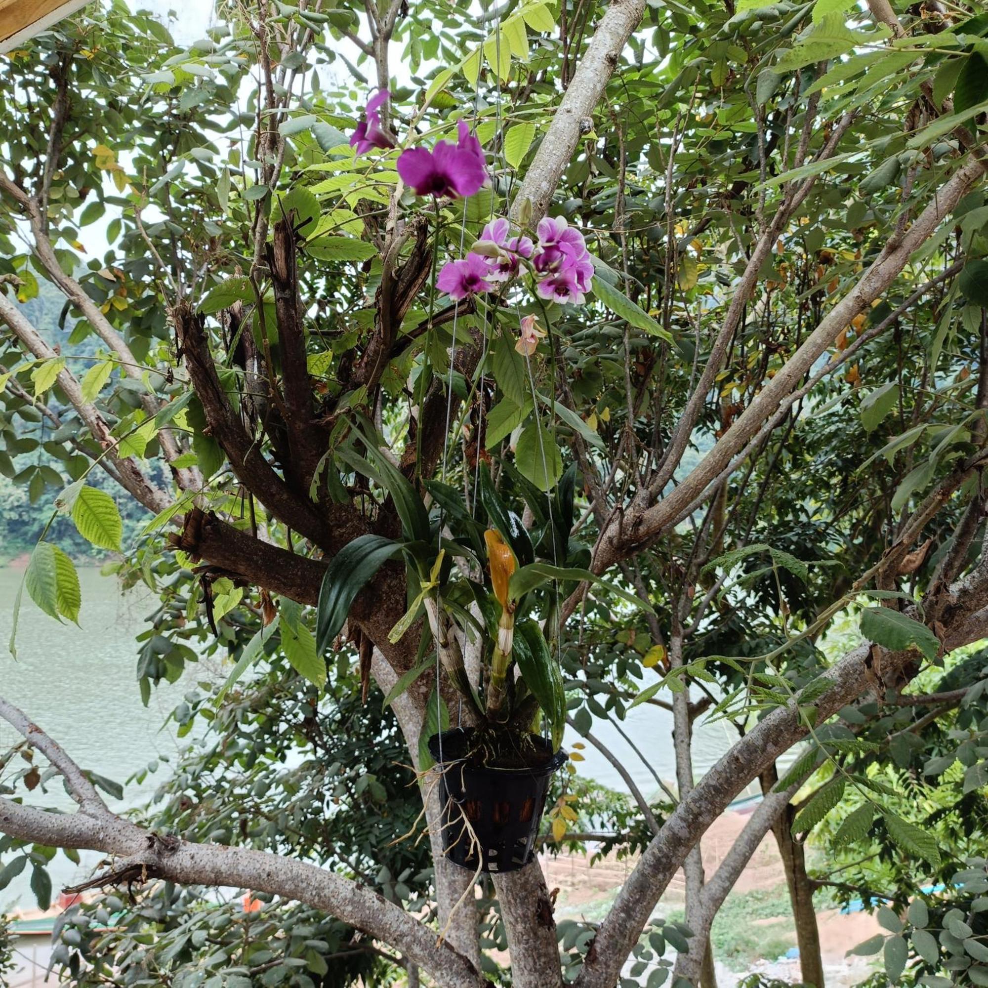 Nam Ou View Villa Nong Khiaw Exterior photo